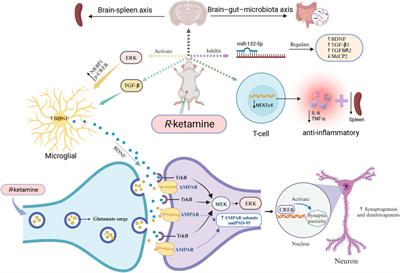 Exploring the multifaceted potential of (R)-ketamine beyond antidepressant applications